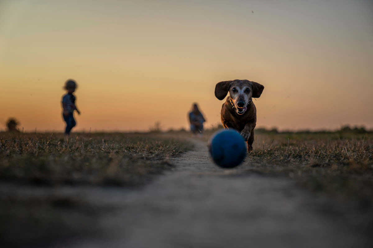 Warum eine ausgeglichene Lebensweise und eine gute Ernährung wichtig bei einem Hund sind