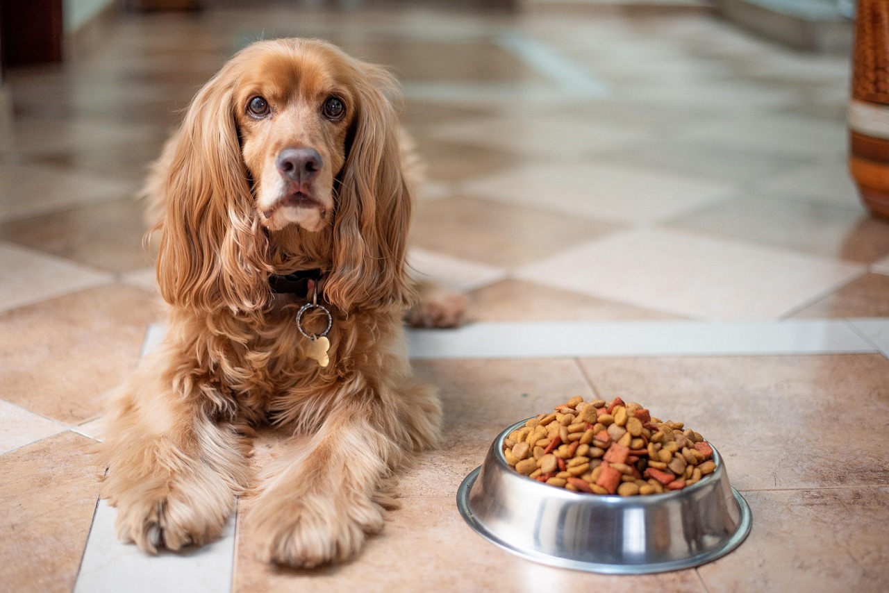 Wie sollte das ideale Hundefutter aussehen?